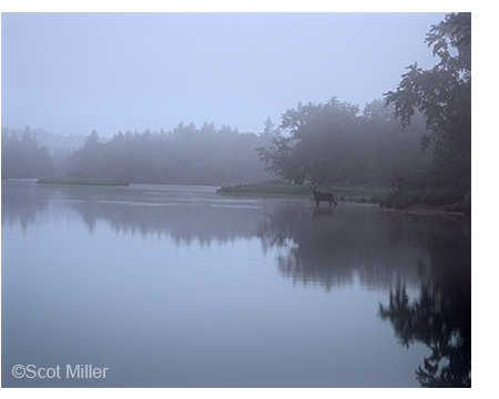 Photograph by Scot Miller of moose and fog